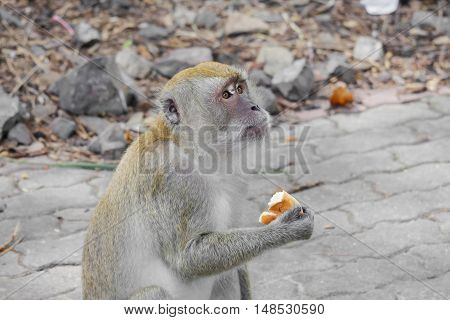 monkey hold bread nature in Thailand Closeup