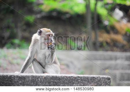 monkey nature beautiful in garden Thailand .