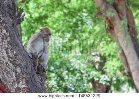 monkey on tree selective focus in nature