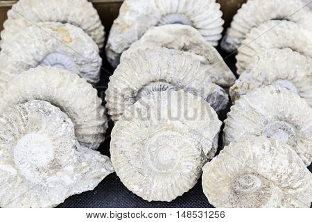 Prehistoric Fossils Fossilized Animals Detail In A Market