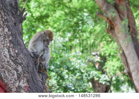 monkey on tree selective focus in nature