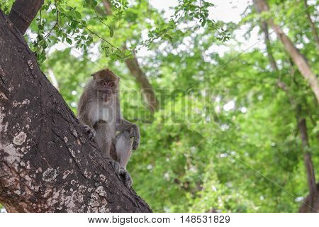 monkey on tree selective focus in nature