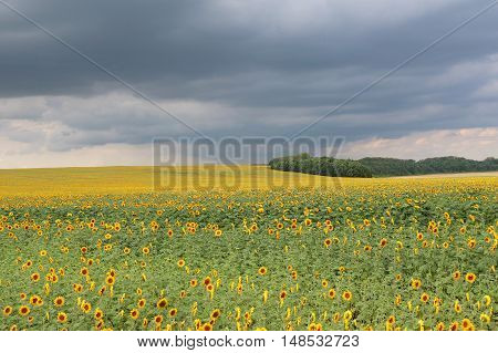 Sunflowers before the storm in the field