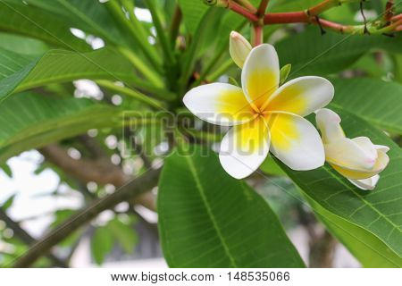 plumeria flower desert rose white beautiful on the tree ( Common name Apocynaceae Frangipani PagodaTemple )