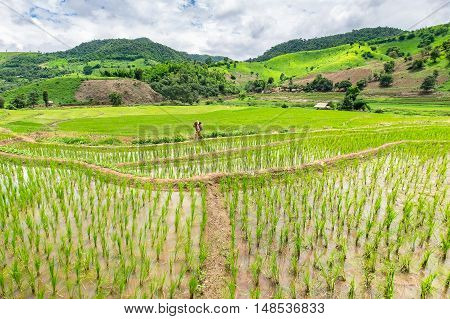 Rice seedlings were grown in the farmland