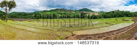 Rice seedlings were grown in the farmland