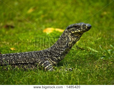 Goanna leder