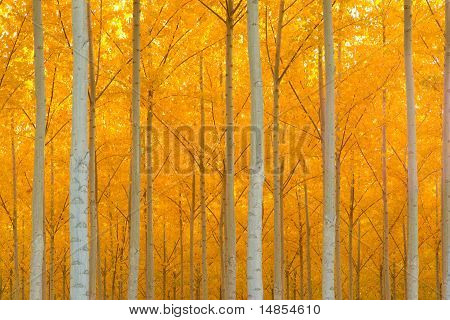 Autumn Scene Trees Awash in Yellow Fall Color