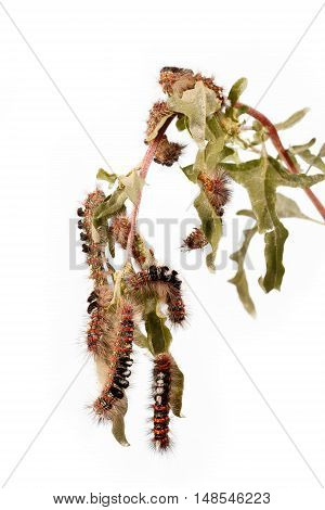 Caterpillar illustration. Closeup a lot of caterpillars (orgia dubia) chews the leaves of the plant. Isolated on white. Vertical composition.
