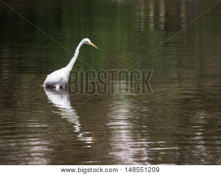 Great White Egret wildlife nature beauty lake pond