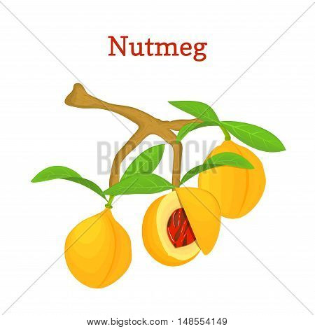 Vector illustration of a nutmeg. Branch nutmeg tree with three yellow fruits and green leaves on white background. it can be used as spice packaging design element, printing brochures vegetarian diet