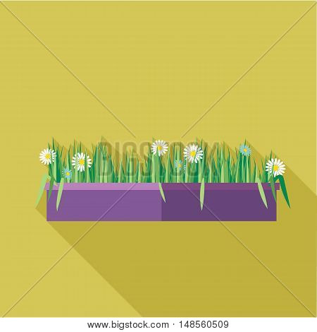 Digital vector green decorative camomile office plant with purple pot, flat style