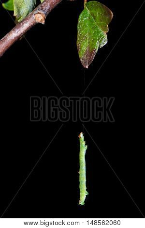 Brimstone (Opisthograptis luteolata) caterpillar suspended on silk. Green form of larva in family Geometridae hanging from foodplant hawthorn (Crataegus monogyna) on silk thread