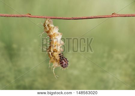 Mature Caterpillar Of Colour Segeant Butterfly Hanging On Twig