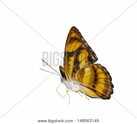 Isolated colour segeant butterfly ( Athyma nefte ) on white with clipping path