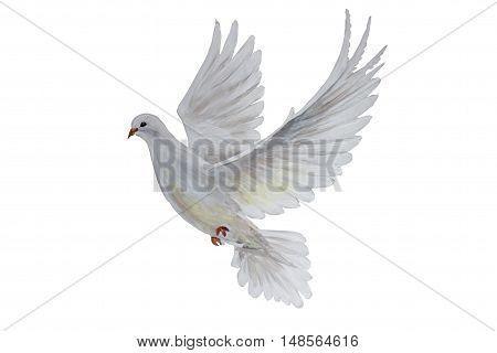 A free flying white dove on white bascground
