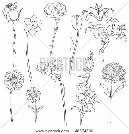 Vector Set Of Outline Flowers