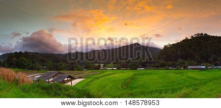 Sunset Terraced Rice Field in Chiangmai Thailand