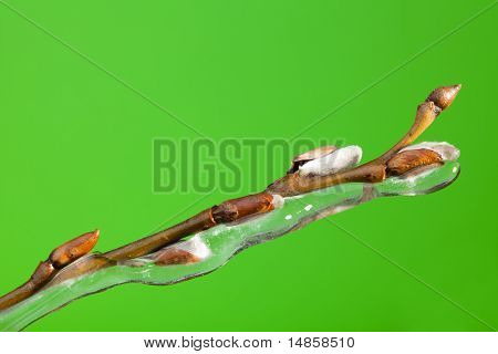 Gefrorene Zweig mit Knospen