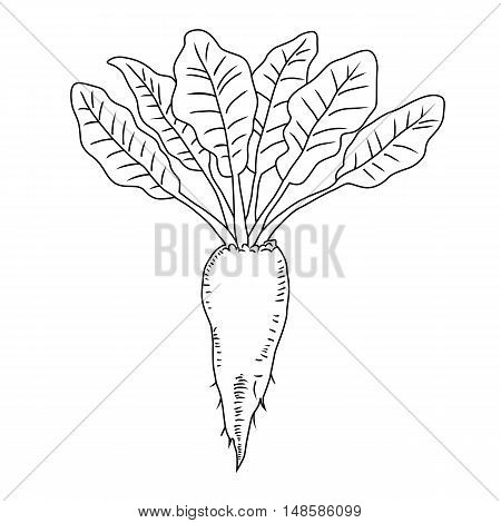 Beetroot vegetable, Line illustration. Mangelwurzel. The beets with leaves. Isolated on white background. Vector