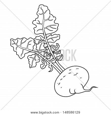 Turnip with leaves, Line vector illustration of turnip vegetable line illustration.