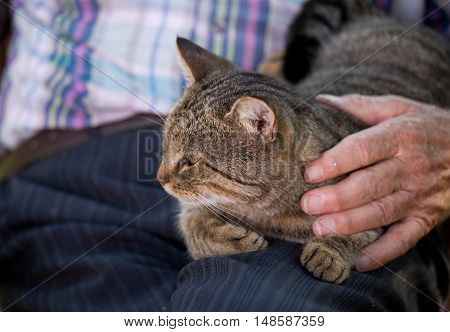 Tabby cat lying in old man lap and enjoying cuddling