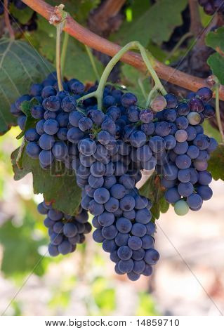 Food Grapes Clustered Together in Farm Field Vertical Composition
