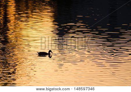 Silhouette of Duck Swimming in a Golden Pond as the Sun Sets