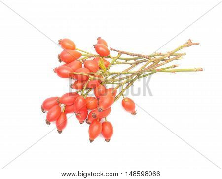 Rose hips (Rosa canina) on white background
