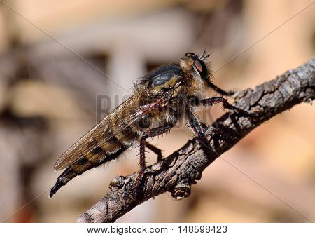 Imposing robber fly in foreground on small branch