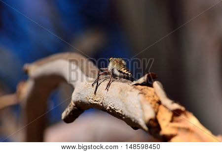 Robber fly perched on tree branch and waiting a prey