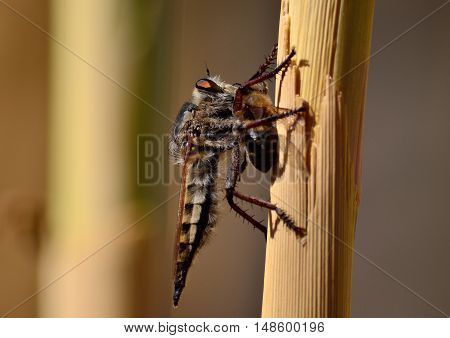 Robber fly on cane stalk with bee under its claws