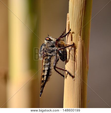 Robber fly on cane stalk with bee under its claws