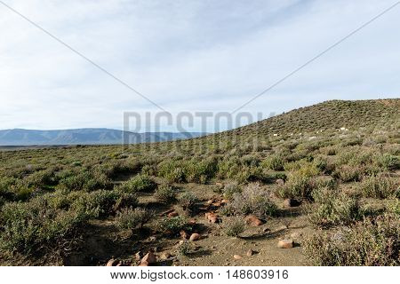 Sheep Grazing In Tankwa Karoo