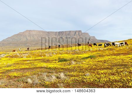 Cattle With A Mountain Looking Like Table Mountain In The Background Tankwa Karoo