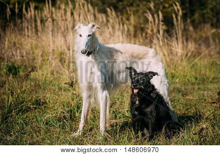 Small Size Black Mixed Breed and Hunting Dog and White Russian Borzoi, Borzaya Staying Together Outdoor