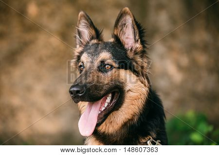 The Portrait Of Gazing Medium Size Mongrel Mixed Breed Long-Haired Black And Red Adult Dog With Prick-Ears, Opened Jaws, Tongue, Teeth.