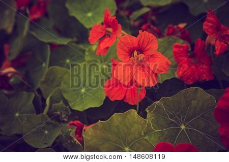 Vintage Photo Of Beautiful Nasturtium Flowers