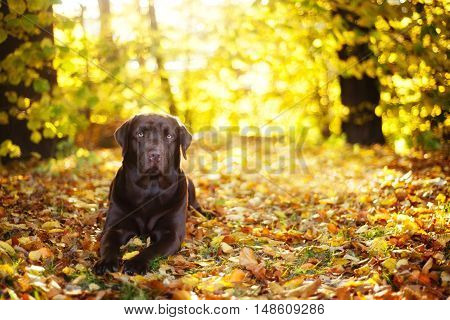 Brown Labrador Retriever lies on a sunny day on the background of autumn leaves