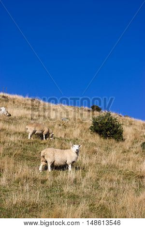 Sheep Grazing - Banks Peninsula, Akaroa, New Zealand