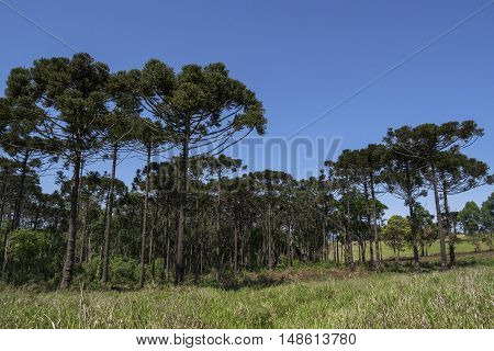 Araucaria tree (Araucaria angustifolia) pine coniferous Londrina