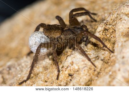 Trochosa ruricola wolf spider female with egg sac. A spider in the family Lycosidae carrying ball of eggs attached to spinerets