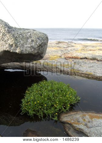 Bicheno, Tasmanie