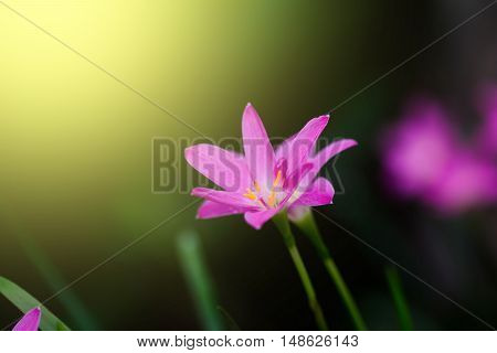 Beautiful Rain Lily Flower. Zephyranthes Lily ,fairy Lily, Little Witches. (zephyranthas Sp.)