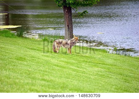 A wild coyote (Canis latrans) stands beside the shore of a small lake in the Wesmere Country Club subdivision of Joliet, Illinois during May.