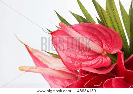red beauty flamingo flower on white background