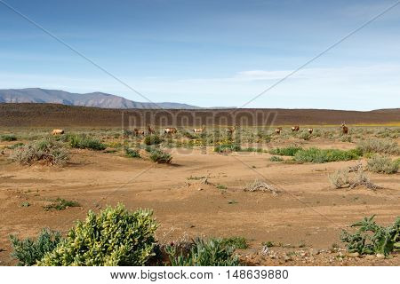 Red Hartebeest Grazing In A Field In Tankwa Karoo