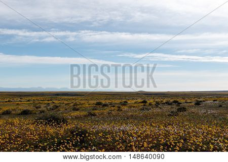 Perfectly Flat Huge Open Empty Green Landscape In Tankwa Karoo