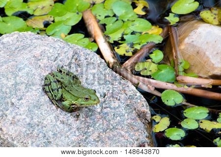 Frog Sitting On A Rock