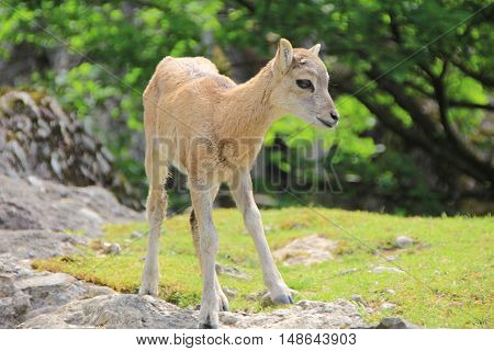 Very Young goat standing on a rock